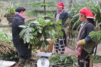 Bảo tồn dược liệu quý