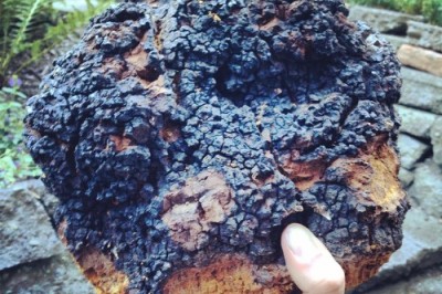Nấm Chaga 'thần dược' chữa ung thư, ngừa lão hóa