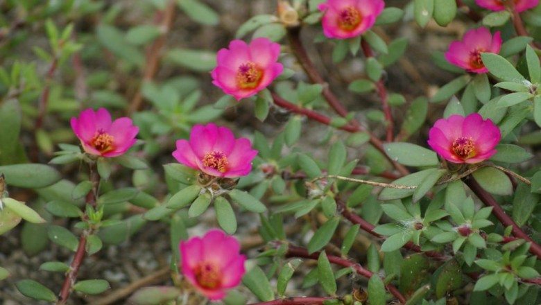Cây dược liệu cây Sam lông - Portulaca pilosa L. subsp. pilosa
