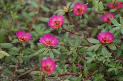 Cây dược liệu cây Sam lông - Portulaca pilosa L. subsp. pilosa