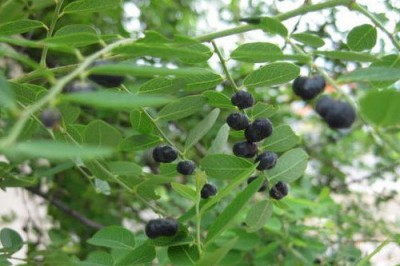 Cây phèn đen trị mụn nhọt, thủy đậu, rắn cắn hiệu quả cực nhanh