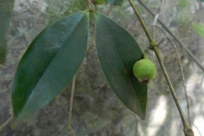 Cây dược liệu cây Sầm lá râm - Memecylon ligustrifolium Champ. ex. Benth. et Hook