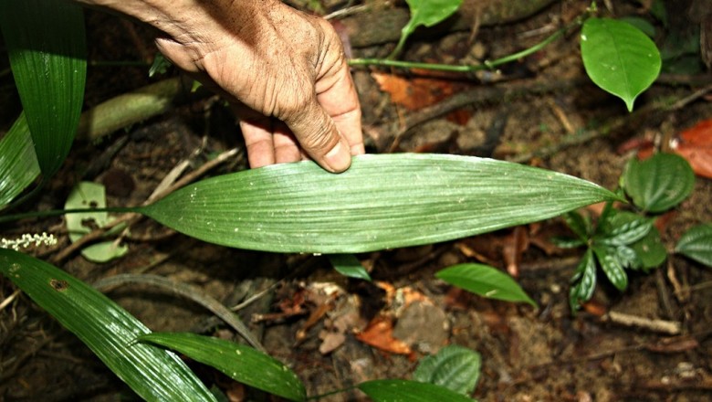 Cây dược liệu cây Sâm mây, Sâm cau, Huệ đá - Peliosanthes teta Andrews