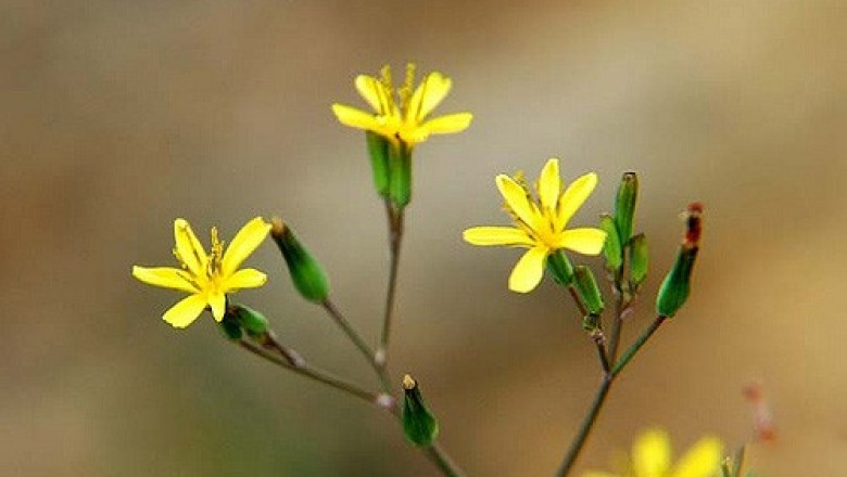 Cây dược liệu cây Sâm hoàn dương hẹp, Lục thân hoàn dương sâm, Mã vi sâm Hoàng nương hẹp, Cải đồng hẹp - Crepis lignea (Vaniot.) Babc