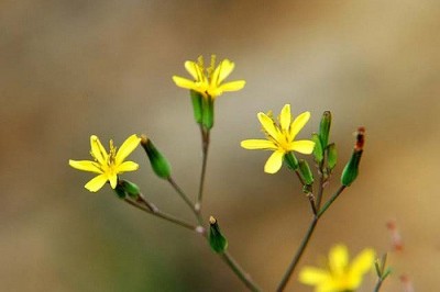 Cây dược liệu cây Sâm hoàn dương hẹp, Lục thân hoàn dương sâm, Mã vi sâm Hoàng nương hẹp, Cải đồng hẹp - Crepis lignea (Vaniot.) Babc