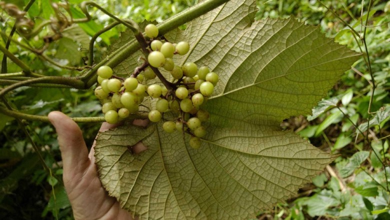 Cây dược liệu cây Sâm hồng hay Nho rừng - Ampelocissus martini Planch