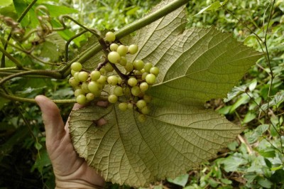 Cây dược liệu cây Sâm hồng hay Nho rừng - Ampelocissus martini Planch