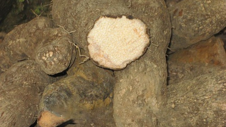 Cây dược liệu cây Từ Hemsley, Chiêm sơn dược - Dioscorea hemsleyi Prain et Burk