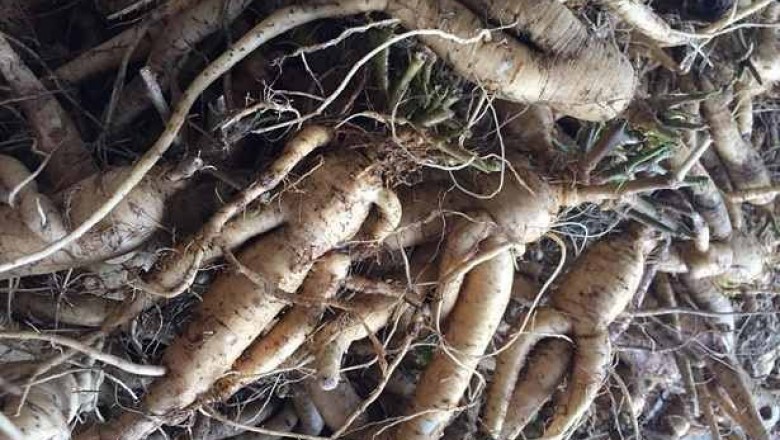 6 Bài thuốc đông y chữa bệnh hiệu quả có dùng dược liệu Sâm bố chính