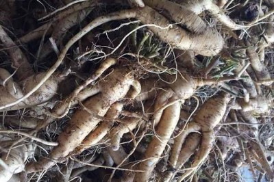 6 Bài thuốc đông y chữa bệnh hiệu quả có dùng dược liệu Sâm bố chính