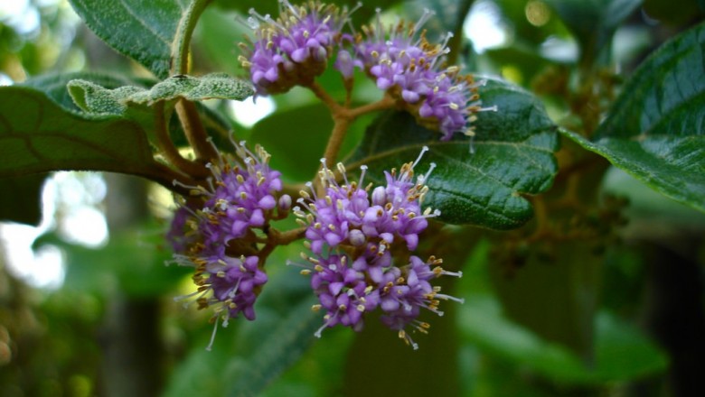 Cây dược liệu cây Tử châu lông mềm, Tu hú lông, Tử châu lông phân nhánh - Callicarpa erioclona Schauer