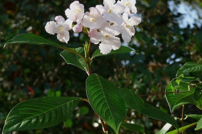 Cây dược liệu cây Nụ đinh, Lucu, Diền đinh hương - Luculia pinceana Hook. f