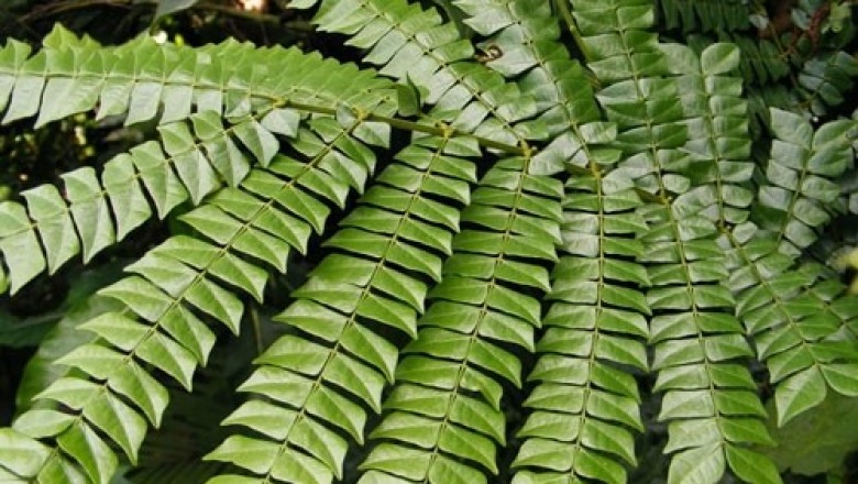 Cây mán đỉa - Archidendron clypearia, Giống cây quý trị ung thư gan được nhân giống thành công ở Việt Nam