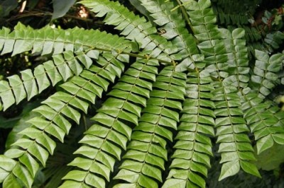 Cây mán đỉa - Archidendron clypearia, Giống cây quý trị ung thư gan được nhân giống thành công ở Việt Nam