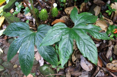 Cây dược liệu cây Nưa chân vịt - Tacca palmata Blume