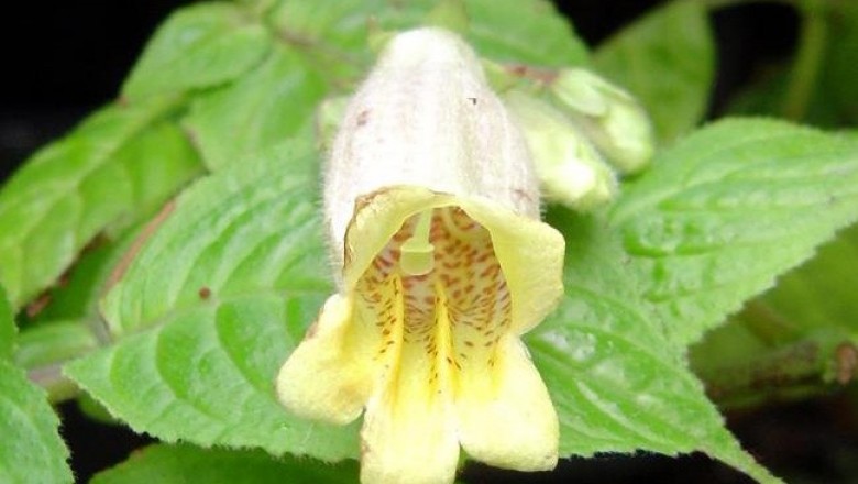 Cây dược liệu cây Tử hoa cự đài, Xuyên thư - Loxostigma griffithii (Wight) Clark