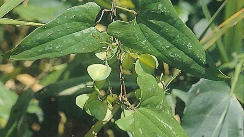 Cây dược liệu cây Từ Collett, Nần nghệ - Dioscorea collettii Hook. f