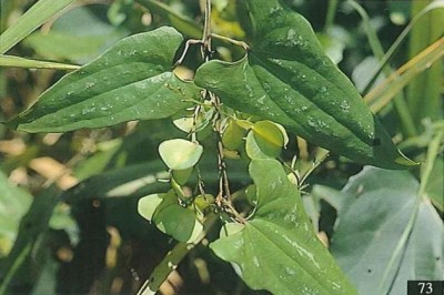 Cây dược liệu cây Từ Collett, Nần nghệ - Dioscorea collettii Hook. f