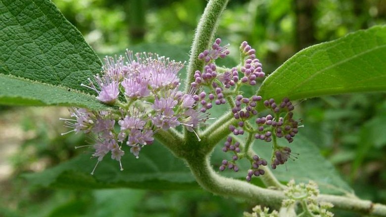 Cây dược liệu cây Tử châu lá to, Tu hú lá to - Callicarpa macrophylla Vahl