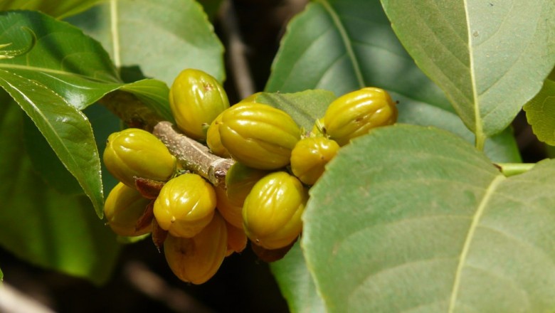 Cây dược liệu cây Nuốt hôi - Casearia graveolens Dalzell