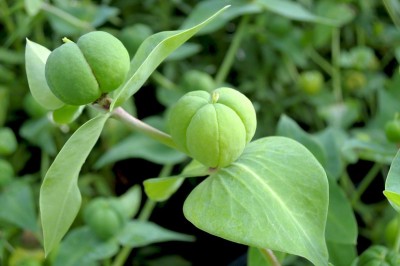 Cây dược liệu cây Tục tuỳ - Euphorbia lathyris L