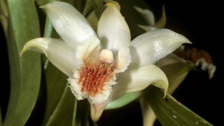 Cây dược liệu cây Thạch hộc lông đen, Bình minh - Dendrobium williamsonii Day et Rchb