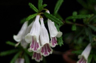 Cây dược liệu cây Thạch trạch lan, Thạch điếu lan hoa nhỏ. Nở lưng ít hoa - Lysionotus pauciflorus Maxim