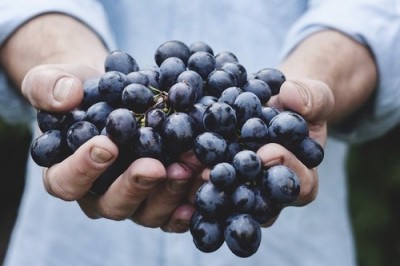 Tìm thấy hợp chất trong quả nho có tác dụng điều trị ung thư phổi