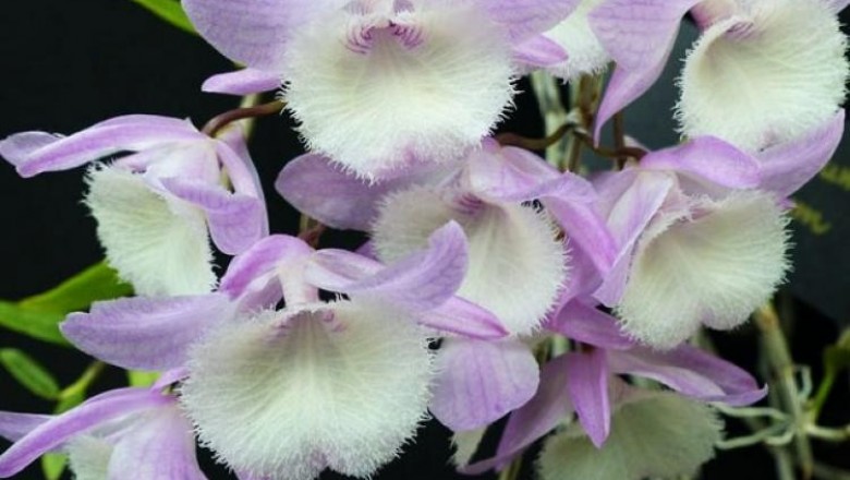 Cây dược liệu cây Thạch hộc không lá, Hạc vĩ, Ngọc lan, Lan hoàng thảo hạc vĩ, Vô diệp thạch hộc - Dendrobium aphyllum (Roxb.) Fischer (D. pierardii Roxb. ex Hook., D. evaginatum Gagnep., D. oxyphyllum Gagnep.)