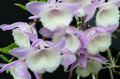 Cây dược liệu cây Thạch hộc không lá, Hạc vĩ, Ngọc lan, Lan hoàng thảo hạc vĩ, Vô diệp thạch hộc - Dendrobium aphyllum (Roxb.) Fischer (D. pierardii Roxb. ex Hook., D. evaginatum Gagnep., D. oxyphyllum Gagnep.)