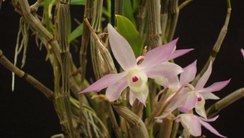 Cây dược liệu cây Thạch hộc môi móc, Thạch hộc hoa tím, Mũi câu - Dendrobium hercoglossum Rchb. f. (D. poilanei Guill.)