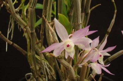 Cây dược liệu cây Thạch hộc môi móc, Thạch hộc hoa tím, Mũi câu - Dendrobium hercoglossum Rchb. f. (D. poilanei Guill.)