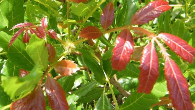 Cây dược liệu cây Thạch nam lá mộc, Ðại diệp thanh, Dự Davidson - Photinia davidsonia Rehd. et Wils