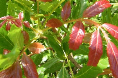 Cây dược liệu cây Thạch nam lá mộc, Ðại diệp thanh, Dự Davidson - Photinia davidsonia Rehd. et Wils