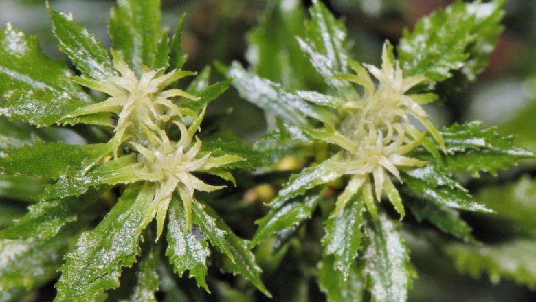 Cây dược liệu cây Thạch tùng răng, Chân sói - Huperzia serrata (Thunb.) Trevis, (Lycopodium serratum Thunb.)