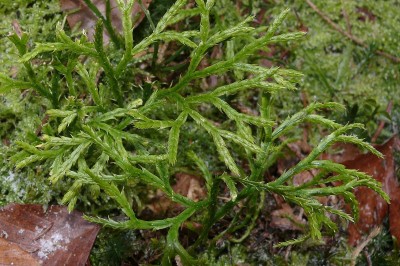 Cây dược liệu cây Thạch tùng dẹp, Thạch tùng rẻ quạt, Rêu thềm nhà - Lycopodium complanatum L