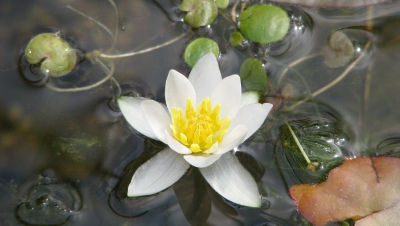 Cây dược liệu cây Súng vuông, Súng chỉ - Nymphaea tetragona Georgi