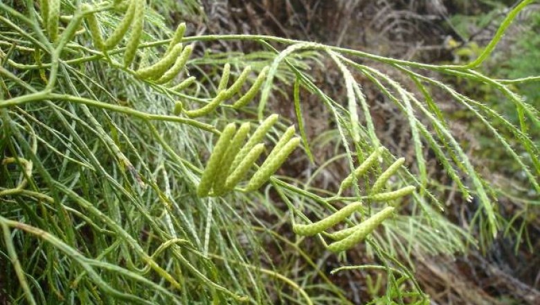 Cây dược liệu cây Thạch tùng phi lao, Thạch tùng dương - Lycopodium casuarinoides Spring