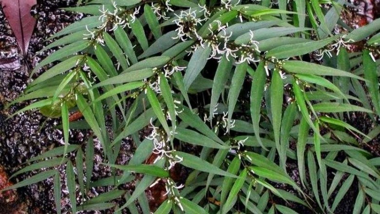 Cây dược liệu cây Thạch la ma - Pentasacme championii Benth