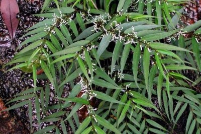 Cây dược liệu cây Thạch la ma - Pentasacme championii Benth