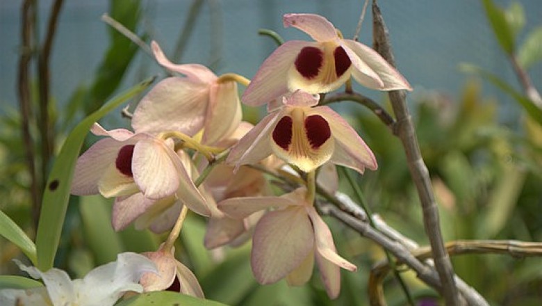 Cây dược liệu cây Thạch hộc lộng lẫy -Dendrobium pulchellum Roxb. ex. Lindl. (D. dalhousieanum Wall.)