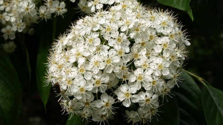 Cây dược liệu cây Thạch nam Trung Quốc - Photinia beauverdiana Schneid