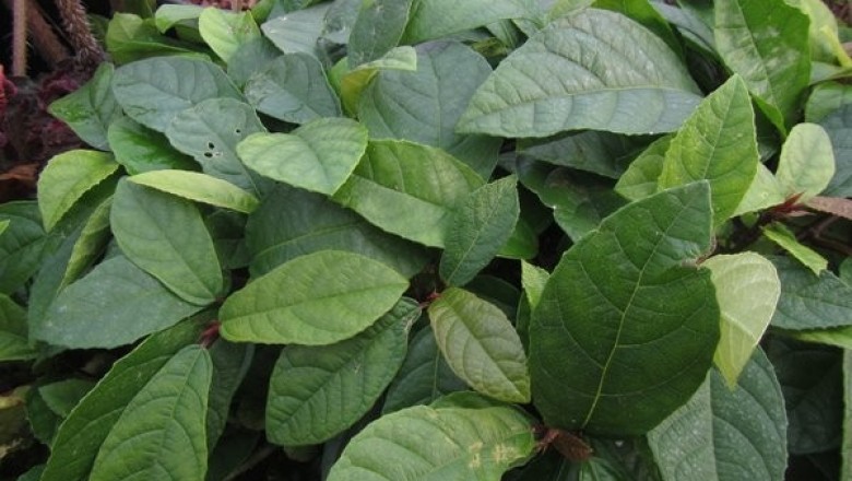 Cây dược liệu cây Sung tico - Ficus tikoua Bur