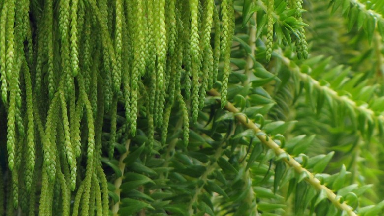 Cây dược liệu cây Thạch tùng đuôi ngựa, Mã vĩ sam, Râu cây - Huperzia plegmaria (L.) Rothm. (Lycopodium plegmaria L.)