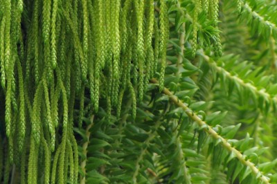 Cây dược liệu cây Thạch tùng đuôi ngựa, Mã vĩ sam, Râu cây - Huperzia plegmaria (L.) Rothm. (Lycopodium plegmaria L.)