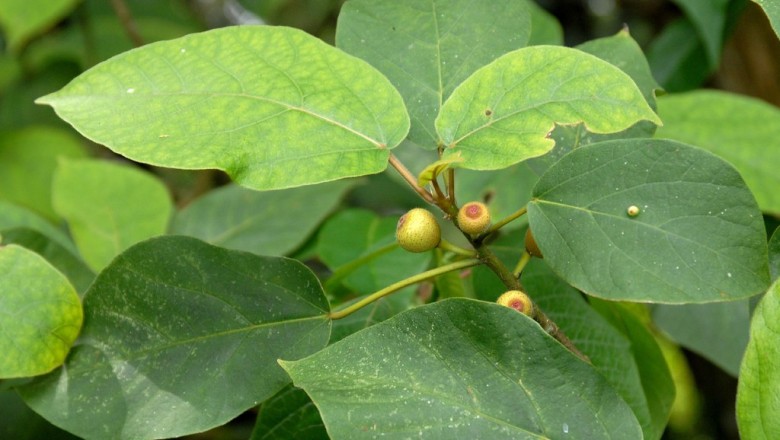 Cây dược liệu cây Sung thiên tiên, Sung Beechey - Ficus erecta Thunb. var. beecheyana (Hook. et Arn.) King (F. beecheyana Hook. et Arn.)