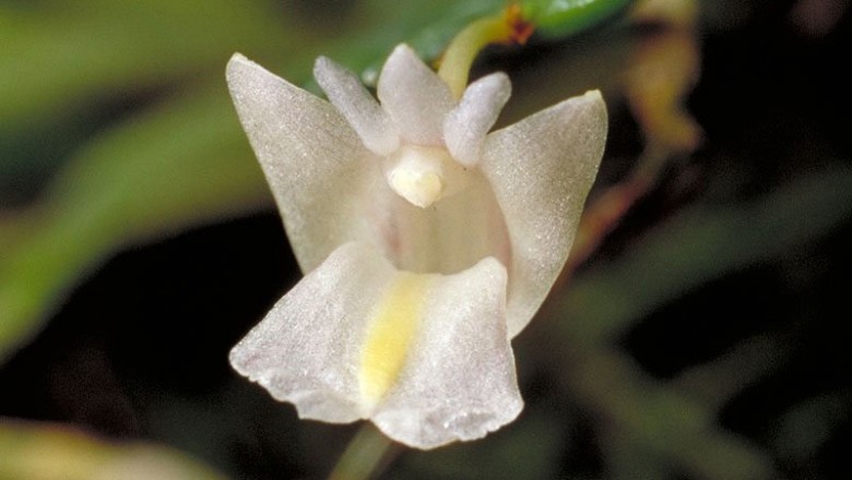 Cây dược liệu cây Thạch hộc lá dao, Lan trăm - Dendrobium terminale Par. et Rchb. f