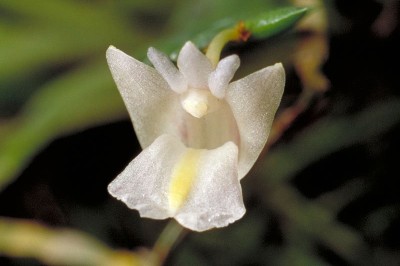 Cây dược liệu cây Thạch hộc lá dao, Lan trăm - Dendrobium terminale Par. et Rchb. f