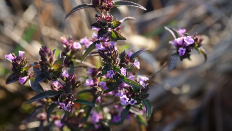 Cây dược liệu cây Thạch hương nhu - Mosla chinensis Maxim