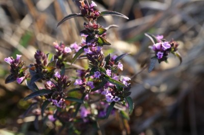 Cây dược liệu cây Thạch hương nhu - Mosla chinensis Maxim